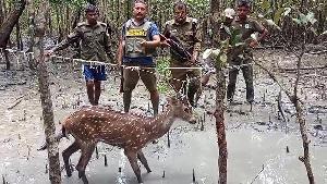 Forest crimes surge in Sundarban despite intensified patrols 