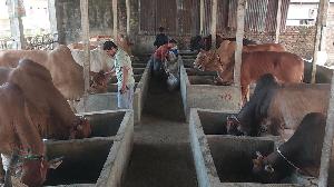 Over 90,000 sacrificial animals prepared in Feni