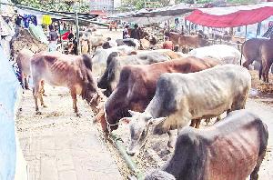 Cattle markets take shape as Eid nears