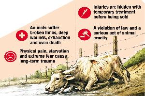 Smugglers put hurt cattle on sale