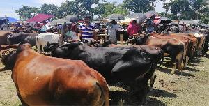 Sunamganj expects Tk 400cr transaction as 53,000 sacrificial animals ready