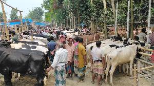 Big bulls lose appeal, medium cows in high demand
