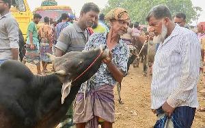 Rajshahi cattle markets gain momentum 