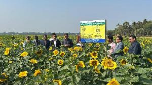 Salinity-hit fields turn golden as sunflowers bloom