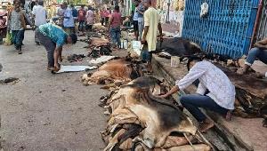 Seasonal rawhide traders face huge loss in Bogura