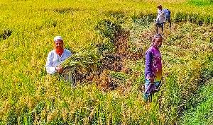 67 rice varieties cultivated in one field in Feni