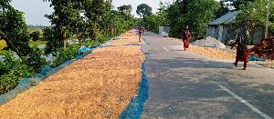 Road risk rises at Roumari as highways turned into paddy-drying yards 
