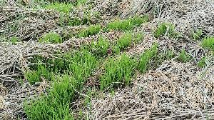 Heavy rain at Taltali leaves Boro paddy ruined before harvest