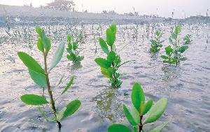 The forest at a crossroads of survival and change