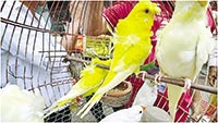 Stop illegal animal trading in Mirpur Pet Market