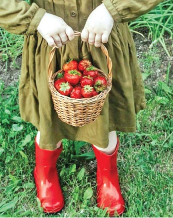 The Price of Six Strawberries