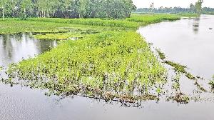 Heavy rain, upstream influx inundate low-lying areas at Phulbari