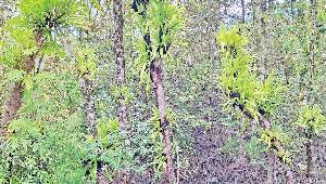 New ecological threat grips Sundarban