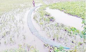 Illegal 'ring nets' threaten native fish