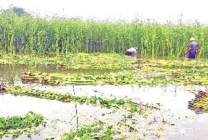 Floods, labour shortage threaten Bagmara jute harvest