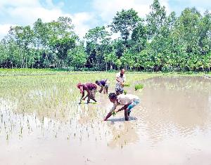 Farmers brave heatwave to transplant Aman seedlings in Kurigram