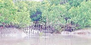 Forest Dept fences off key Sundarban canals to curb fish poaching