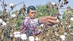 Bangladesh’s cotton output tops 100,000 tonnes for first time