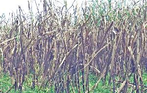 Sugarcane farmers frustrated as virus attack ruins crop in Tangail
