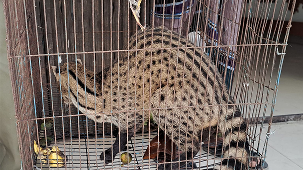 Rare Civet rescued in Pabna’s Chatmohar, released into forest