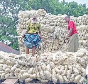 Early-season jute prices encourage farmers in Bogura