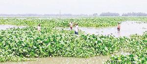 Water hyacinth chokes Chalan Beel, threatens farming