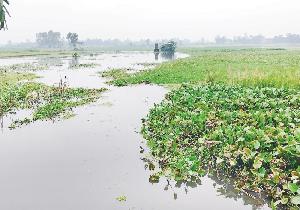 Poor drainage leaves Sherpur farmland water-logged
