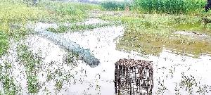 Banned China Duari net threatens biodiversity at Bagmara