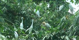 Birds transform identity of a village in Nilphamari