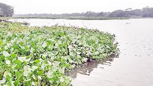 Water hyacinth, illegal fishing put Barni Baor ecosystem at risk
