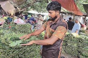 Low prices of betel leaf leave Rajshahi growers in distress