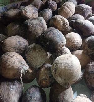 Dried coconut scarcity prevails in Pirojpur