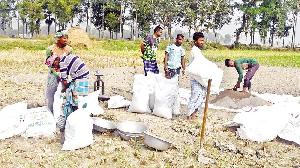 Overpriced fertiliser hits Joypurhat farmers hard