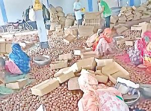 Bogura exports Tk 32cr vegetables this year