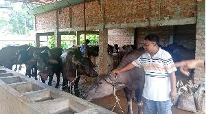Kaharol entrepreneur successful in dairy farming
