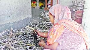Lac insect helps make livelihood for rural families in Gopalganj