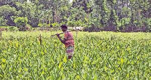800 Kurigram  farmers turn Mirer Bari into vegetable hub