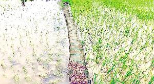 Banned China nets put Sherpur’s aquatic life at risk  