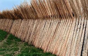 Jute sticks bring fortune to Meherpur farmers