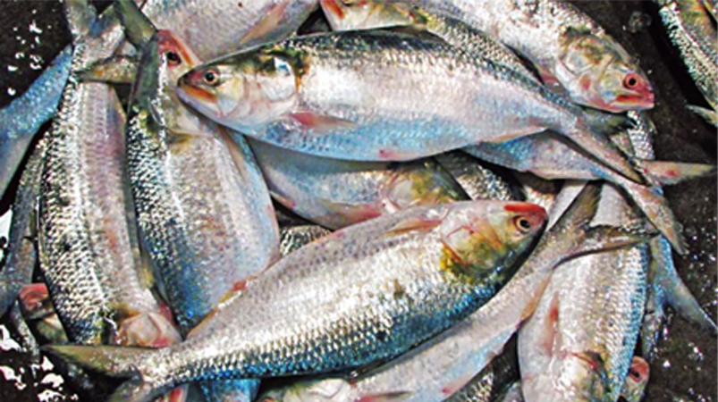 How to spot authentic Padma Hilsa and avoid Gujarati fish