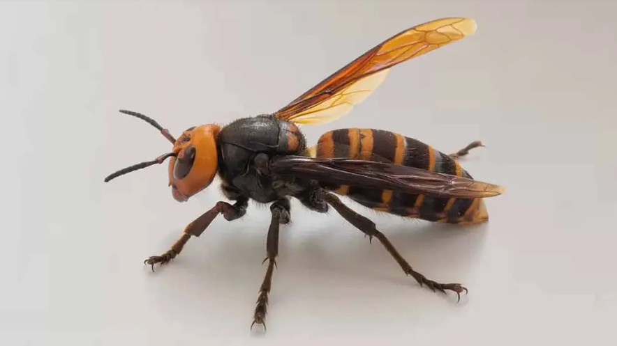 Grandmother and daughter die after wasp attack in Mymensingh