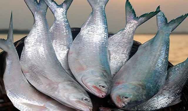 Govt imposes 22-day ban from October 4 on catching hilsa 