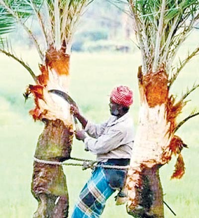 An extractor taking preparation of collecting date juice in Meherpur. 	photo: observer
