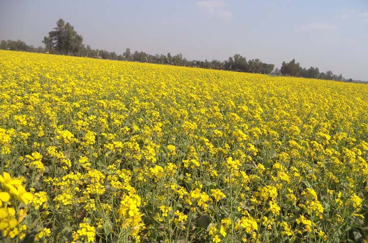 Soybean price hike pushes farmers in mustard cultiavtion 