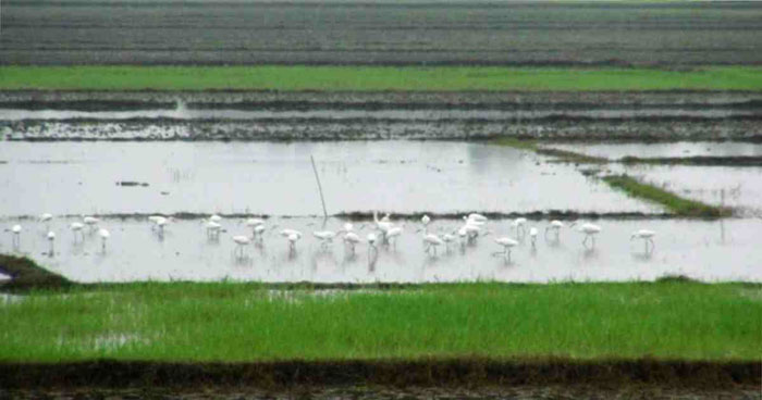 Incessant rains damage lentil, wheat in Narail