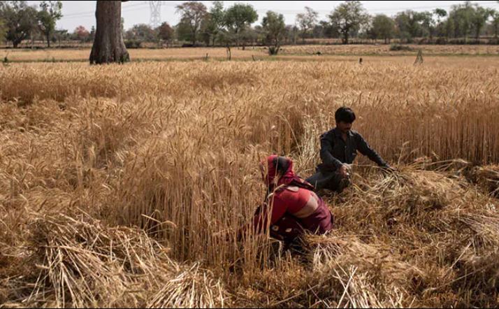 India bans wheat export after decadal high in prices reported