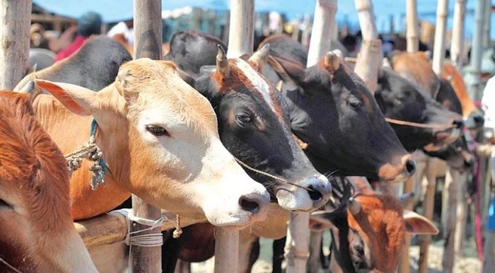 1.21cr sacrificial animals in country