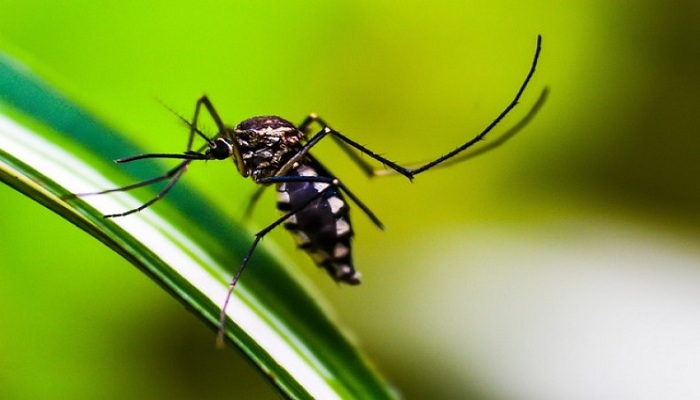Dengue death toll rises to 63 with two more deaths: DGHS