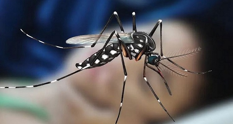 Dengue claims five more lives