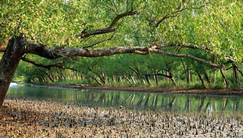 Sundarbans Day in southwestern region on Feb 14